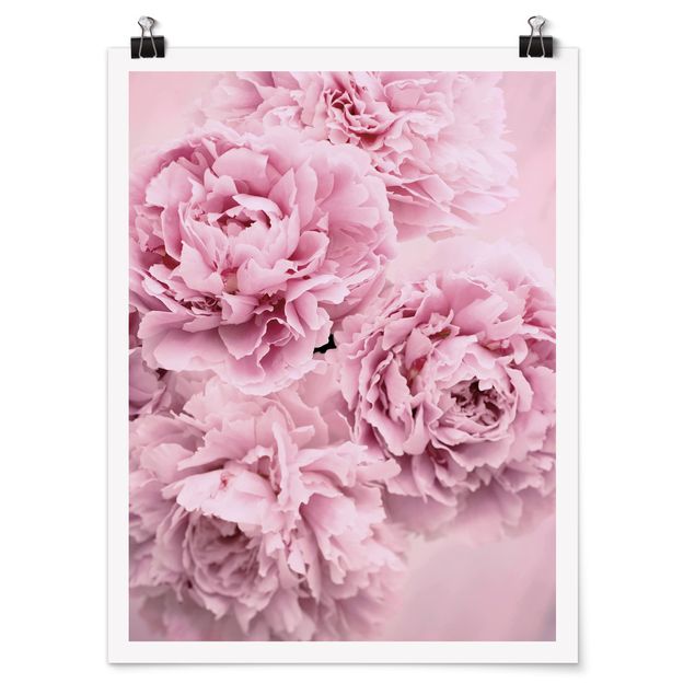 quadro com flores Pink Peonies
