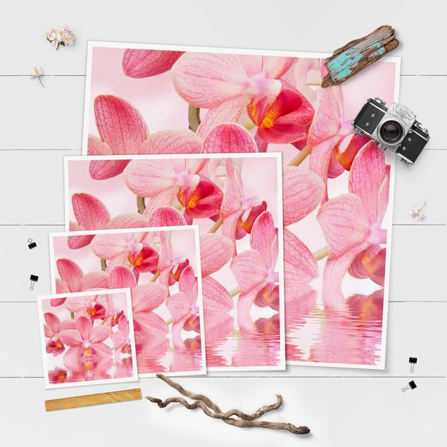 poster decoração Light Pink Orchid On Water