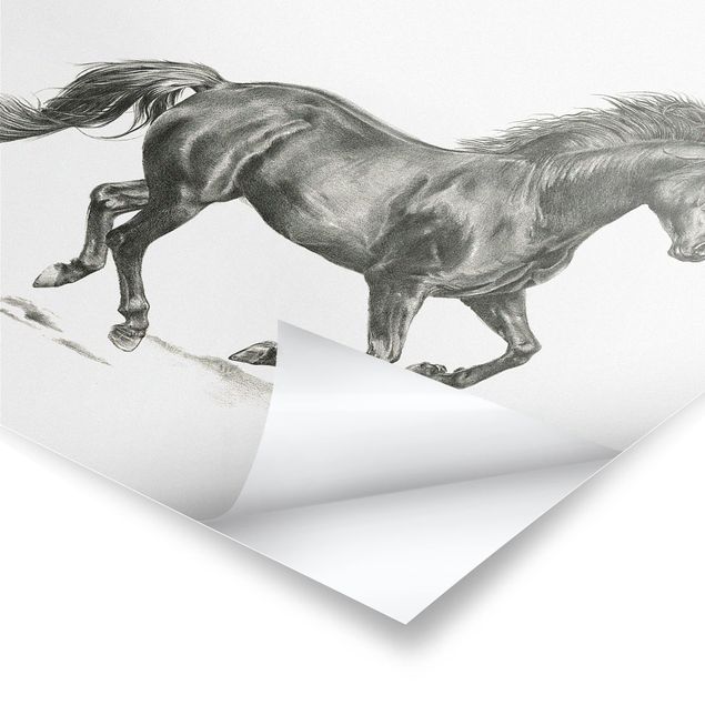 quadros em preto e branco Wild Horse Trial - Stallion
