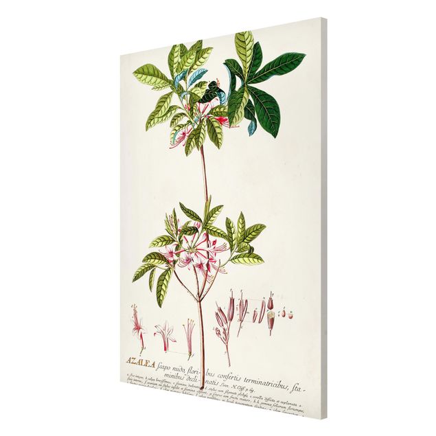 Quadros florais Vintage Botanical Illustration Azalea