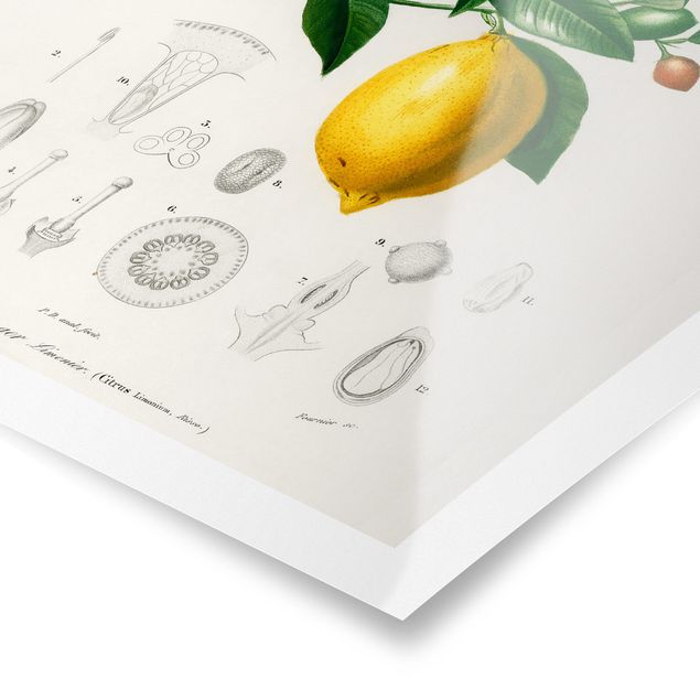 Quadros decorativos Botany Vintage Illustration Of Lemon
