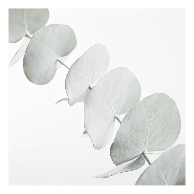 Painel anti-salpicos de cozinha Eucalyptus Branch In White Light