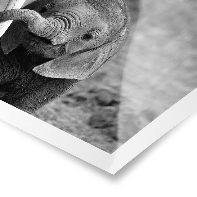 quadros em preto e branco Baby Elephant