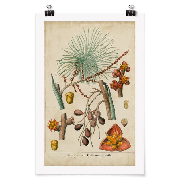 quadro com flores Vintage Board Exotic Palms III