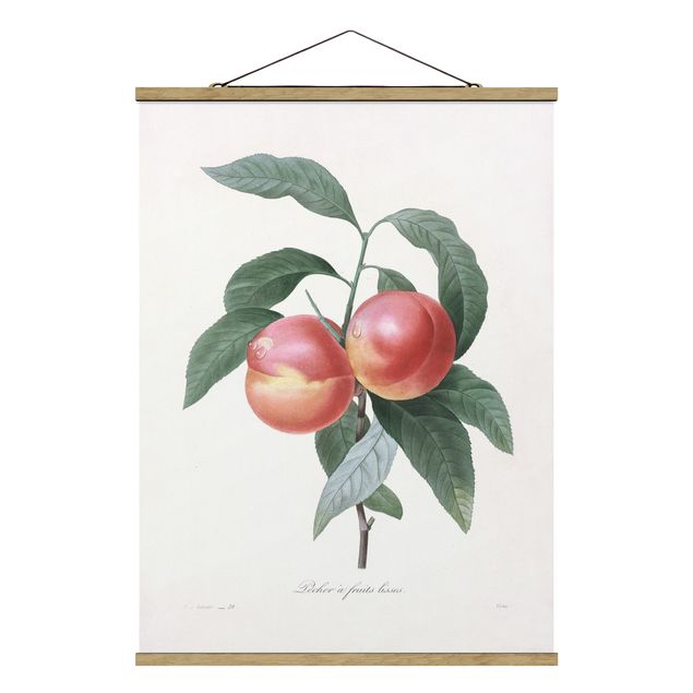 quadro com flores Botany Vintage Illustration Peach