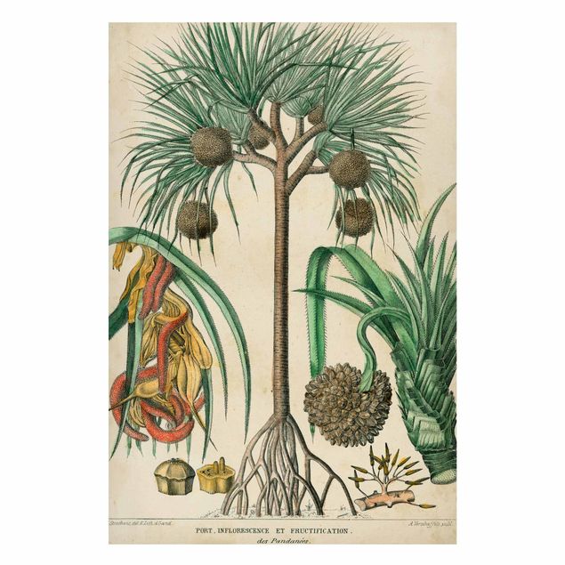 quadros de paisagens Vintage Board Exotic Palms I