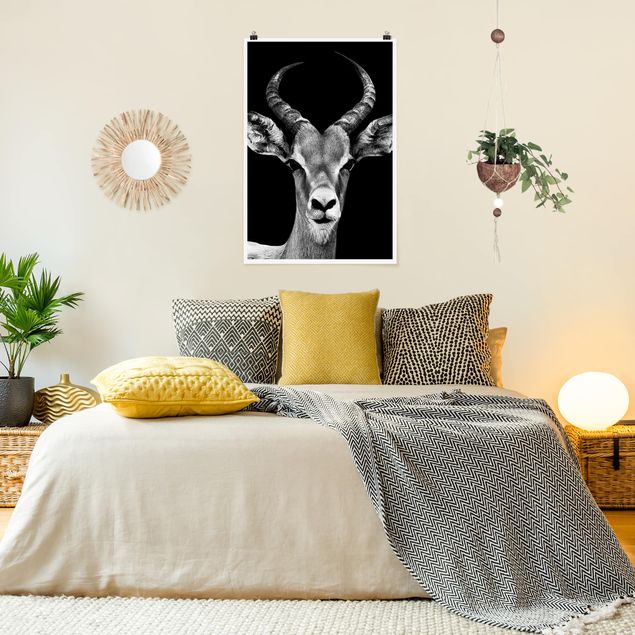 Posters animais Impala antelope black and white