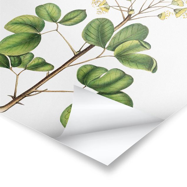 posters decorativos Foliage With Flowers IV