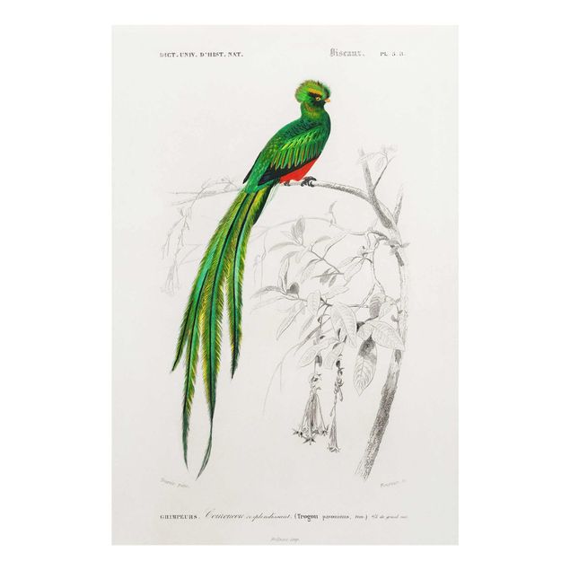 quadros decorativos verde Vintage Board Tropical Bird I