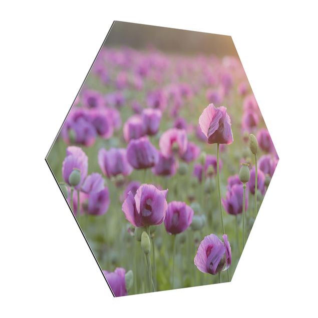 quadro com flores Purple Poppy Flower Meadow In Spring