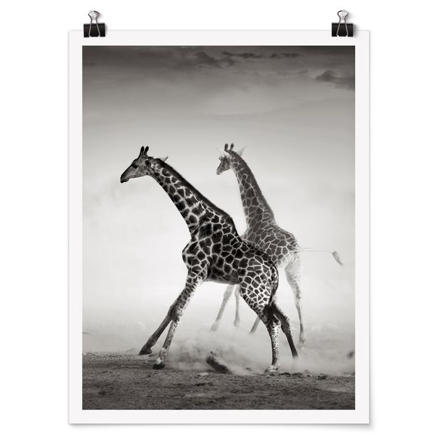 Posters animais Giraffe Hunt