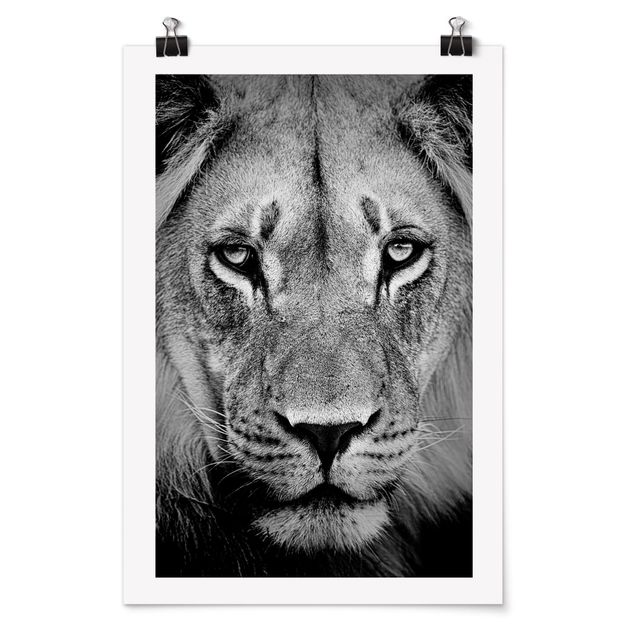 Posters animais Old Lion