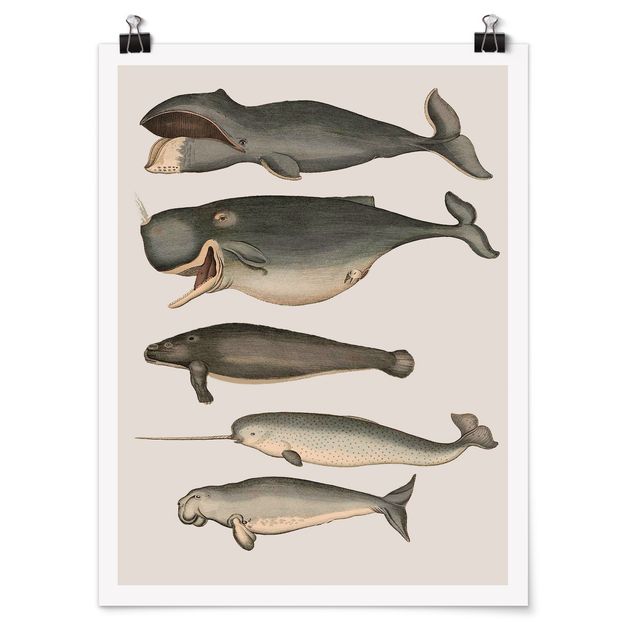 Posters animais Five Vintage Whales