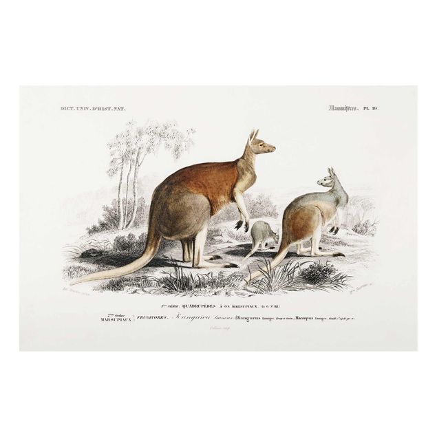 Quadros em vidro animais Vintage Board Kangaroo