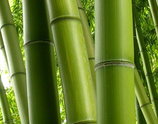 Móveis para lavatório Bamboo Trees No.1