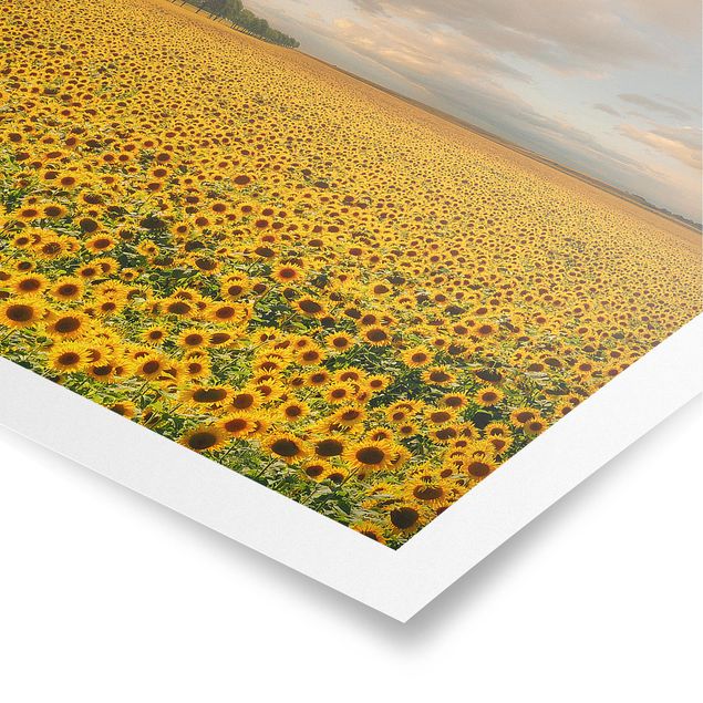 Quadros florais Field With Sunflowers