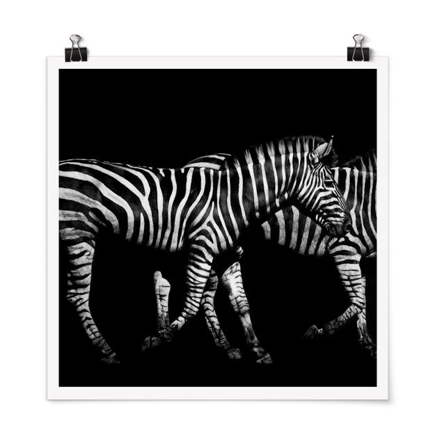 poster preto e branco Zebra In The Dark