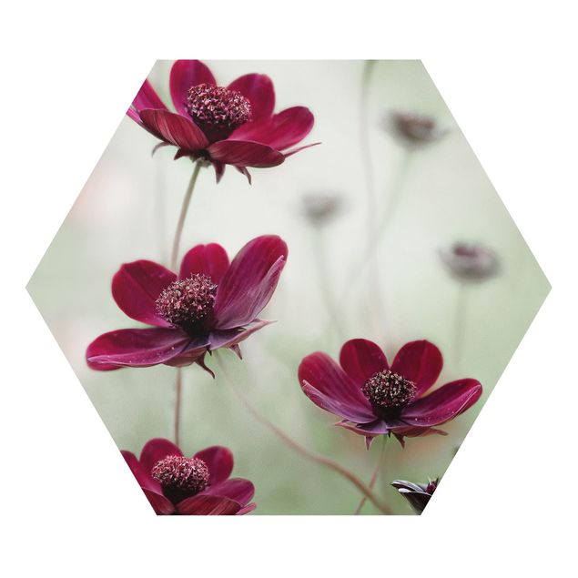Quadros forex Pink Cosmos Flower