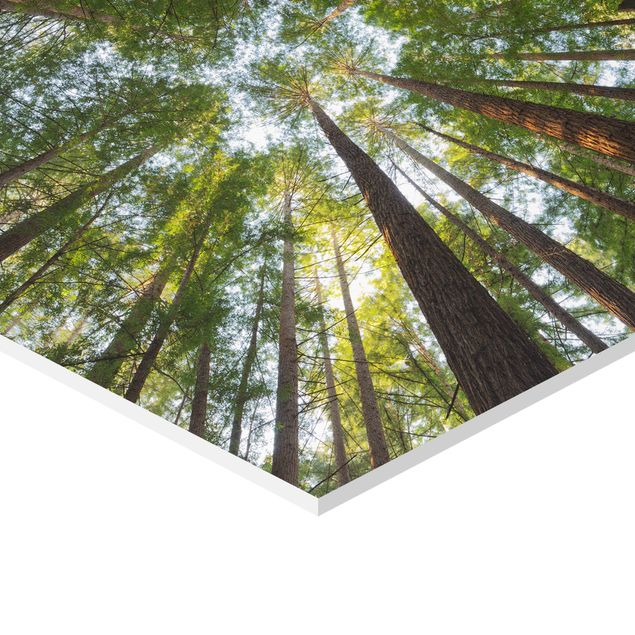 quadro decorativo verde Sequoia Tree Tops