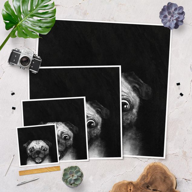 Quadros de Laura Graves Art Illustration Dog Pug Painting On Black And White