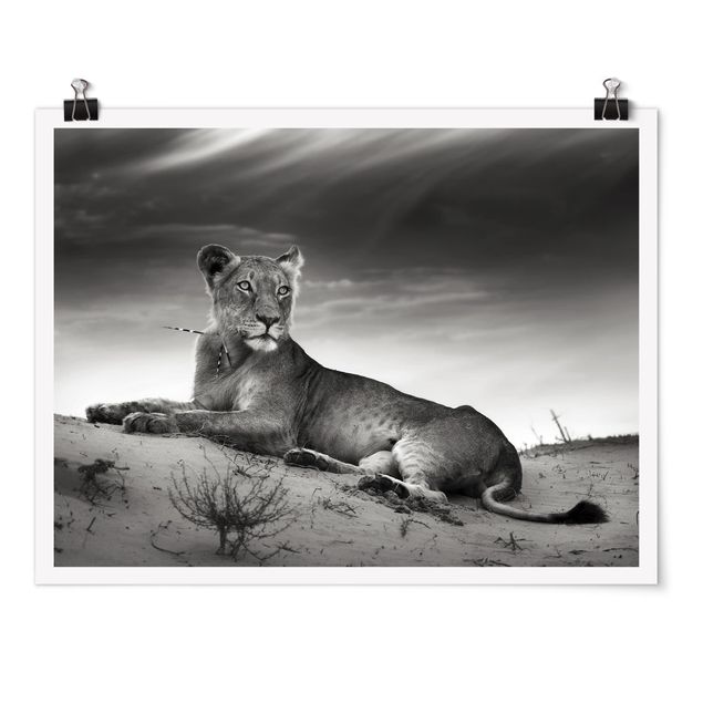 Posters animais Resting Lion