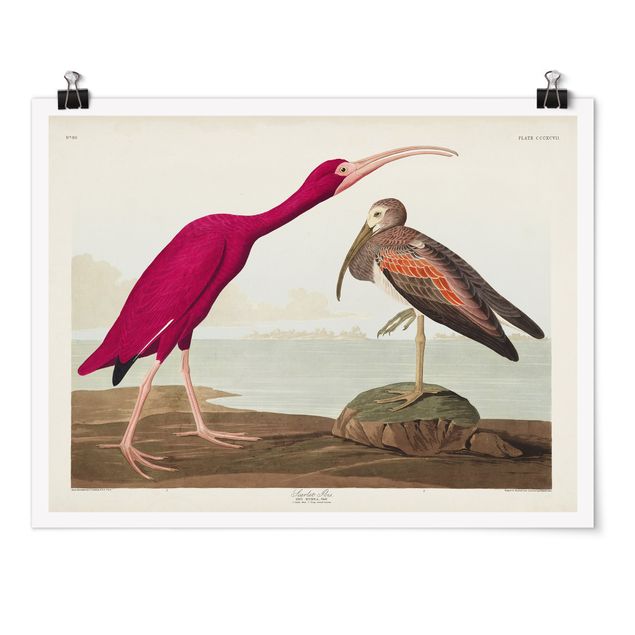 quadro decorativo mar Vintage Board Red Ibis