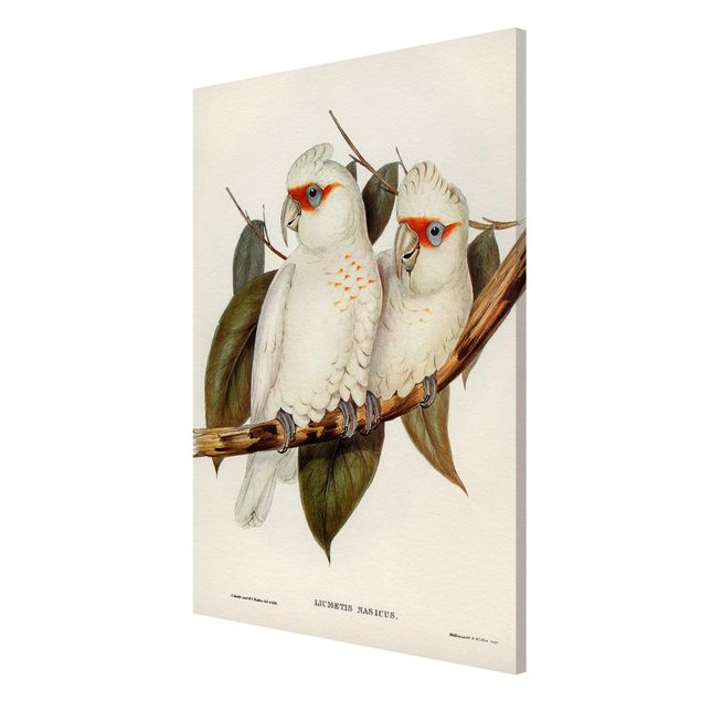 Quadros florais Vintage Illustration White Cockatoo