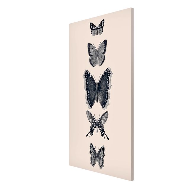 Quadros magnéticos animais Ink Butterflies On Beige Backdrop
