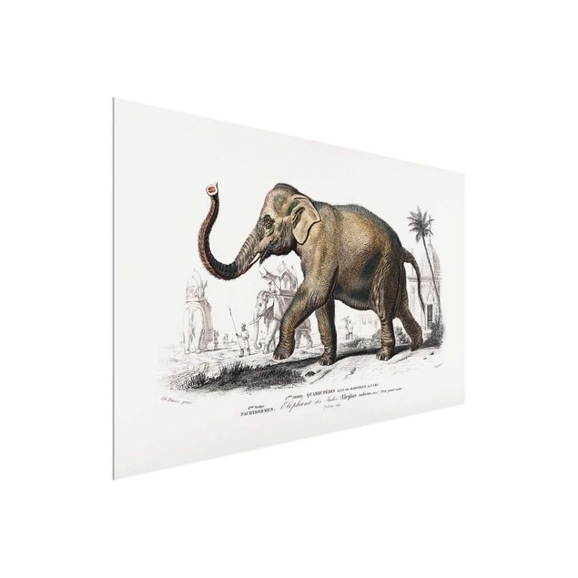 Quadros em vidro paisagens Vintage Board Elephant