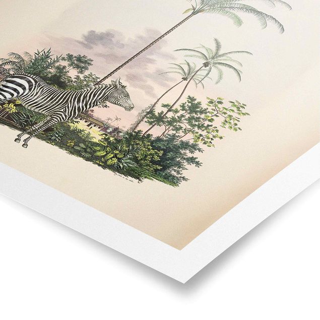 Posters vintage Zebra Front Of Palm Trees Illustration