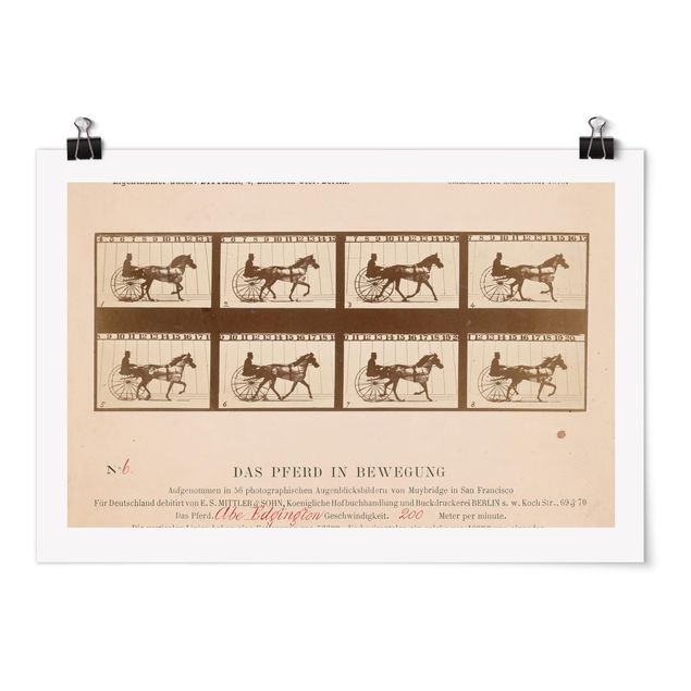 Posters quadros famosos Eadweard Muybridge - The horse in Motion