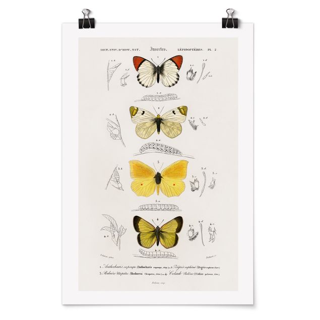 Posters animais Vintage Board Butterflies II