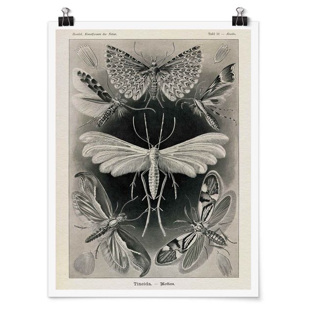 poster retro Vintage Board Moths And Butterflies