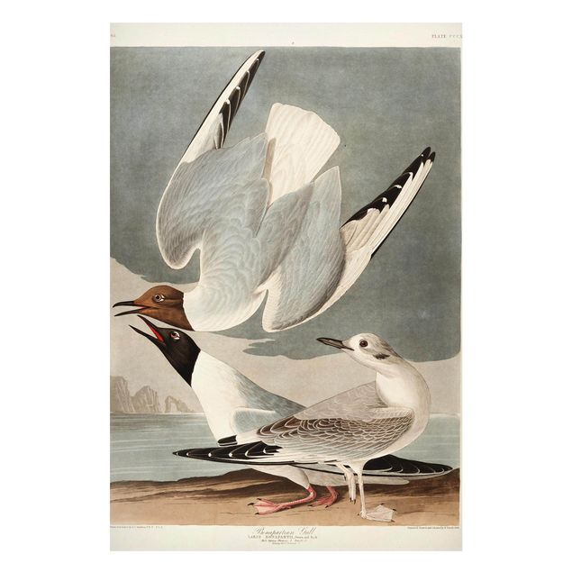 quadro com paisagens Vintage Board Bonaparte Gull