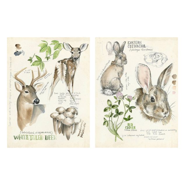 quadros de flores Wilderness Journal - Deer And Rabbits Set II