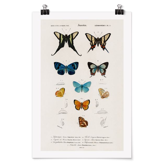 Posters animais Vintage Board Butterflies I