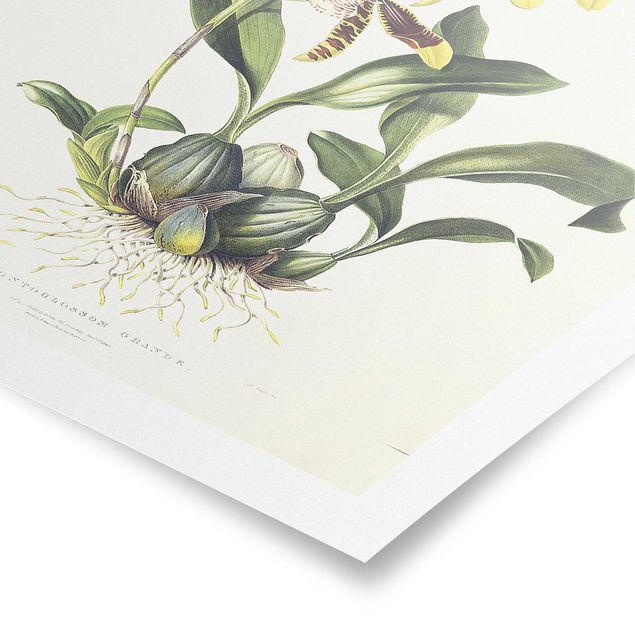 Posters flores Maxim Gauci - Orchid II