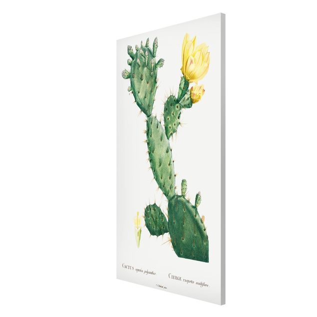 Quadros florais Botany Vintage Illustration Cactus With Yellow Flower