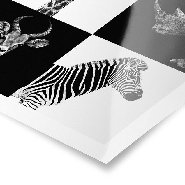 Posters animais Safari Quartet