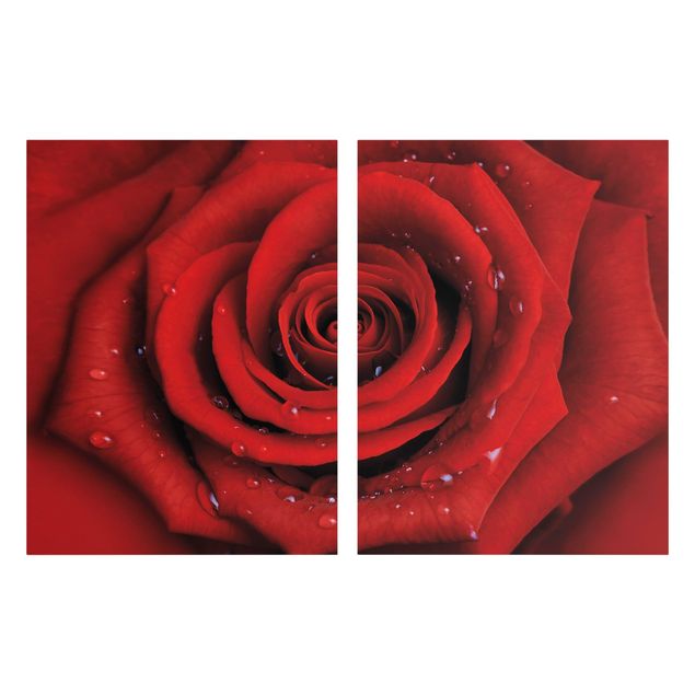 quadros de flores Red Rose With Water Drops