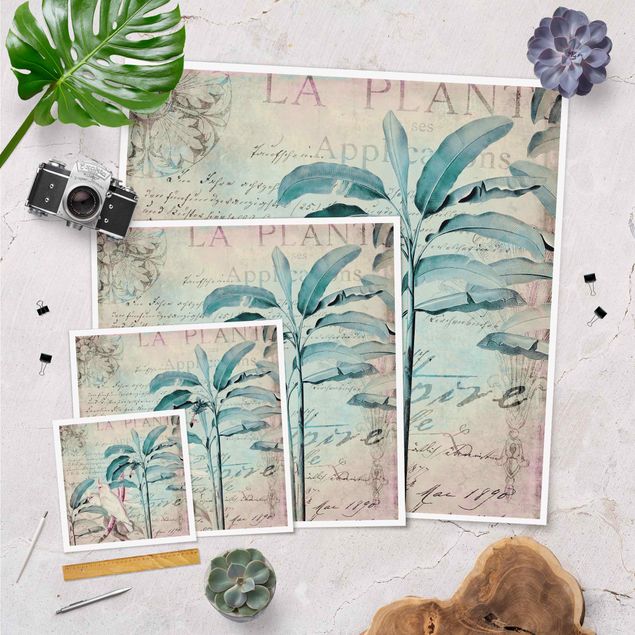 posters decorativos Colonial Style Collage - Cockatoos And Palm Trees