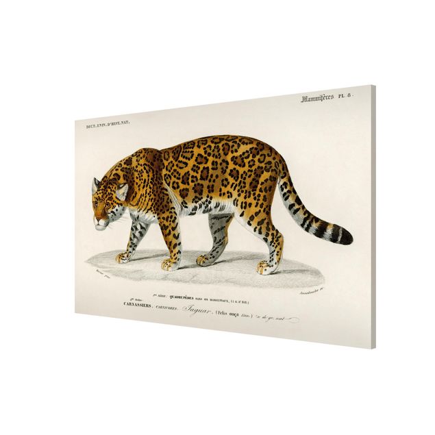 Quadros tigres Vintage Board Jaguar