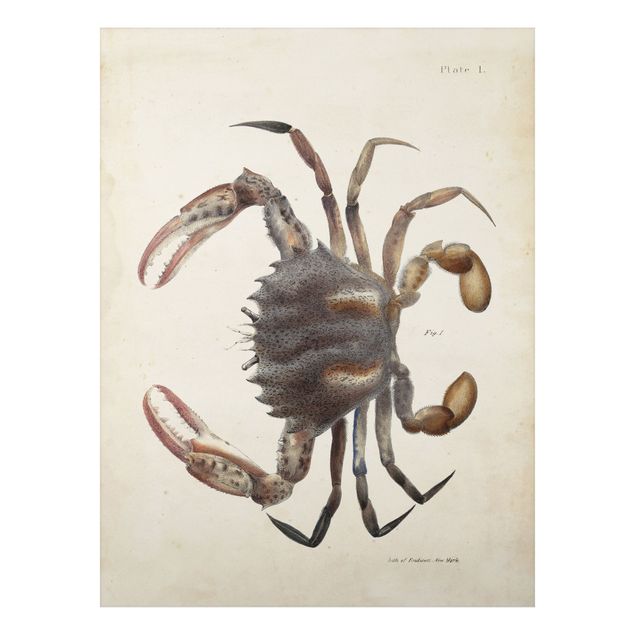 Quadros retro Vintage Illustration Crab