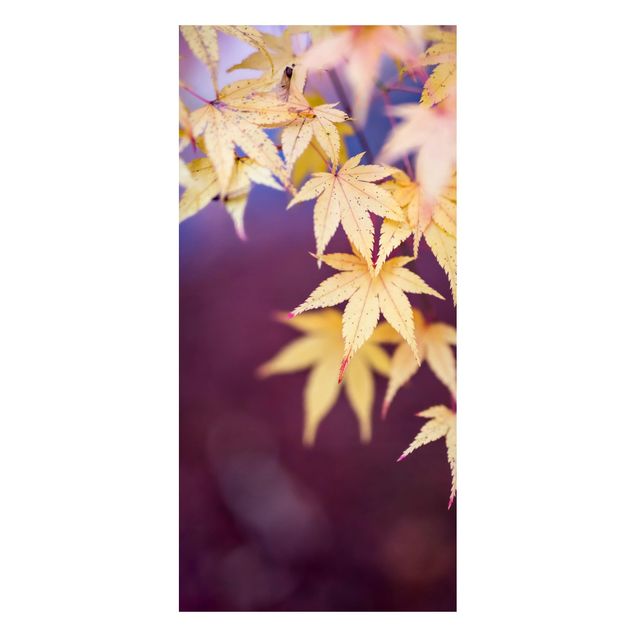 Quadros magnéticos flores Autumn Maple Tree