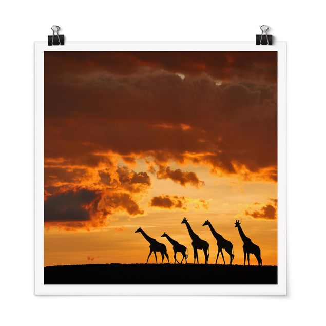 Posters animais Five Giraffes