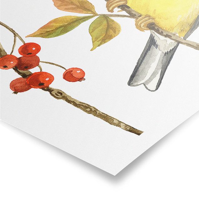 decoração quadros Birds And Berries - American Goldfinch