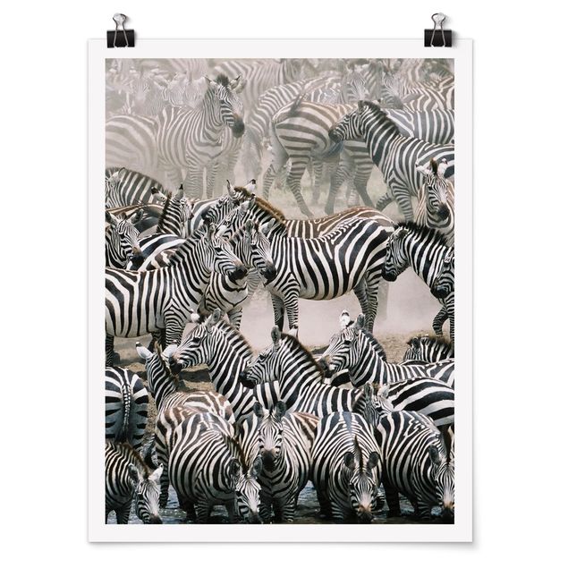 Posters animais Zebra Herd