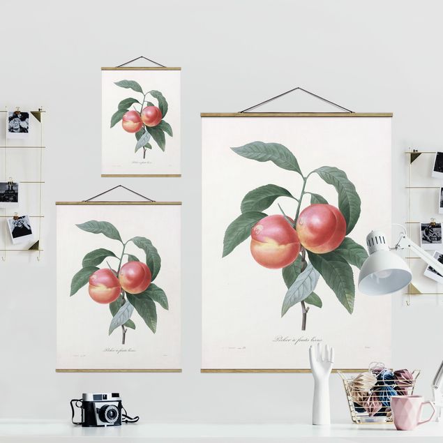 Quadros decorativos Botany Vintage Illustration Peach