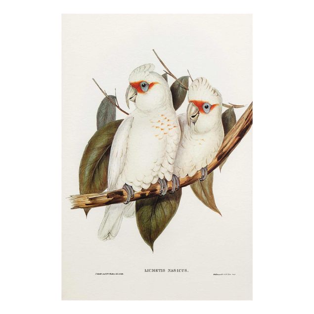 Quadros decorativos Vintage Illustration White Cockatoo