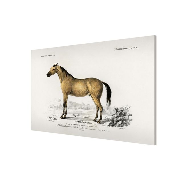 Quadros magnéticos animais Vintage Board Horse